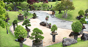 Spirited Garden