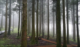 Jeju Jeolmul Forest